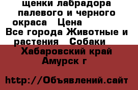 щенки лабрадора палевого и черного окраса › Цена ­ 30 000 - Все города Животные и растения » Собаки   . Хабаровский край,Амурск г.